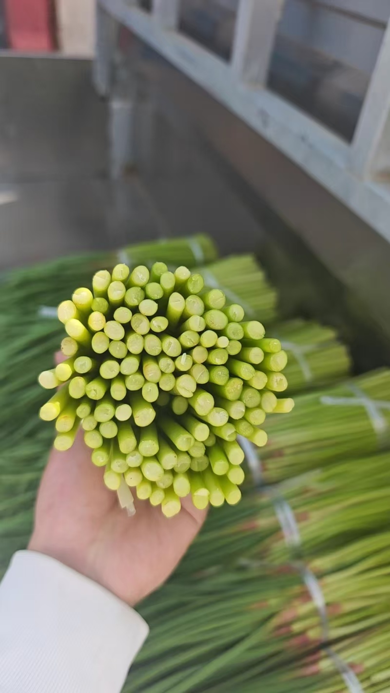 2026年新蒜苔红帽蒜苔白帽蒜苔常年代收代存，常年有货