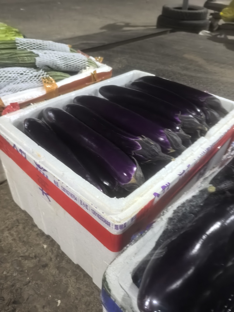 广西/广东/湖南/紫长茄/烧烤茄/基地/精品茄子