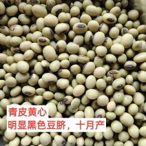 青皮豆子十月产新精品可做豆腐打豆浆一件50斤产地发货