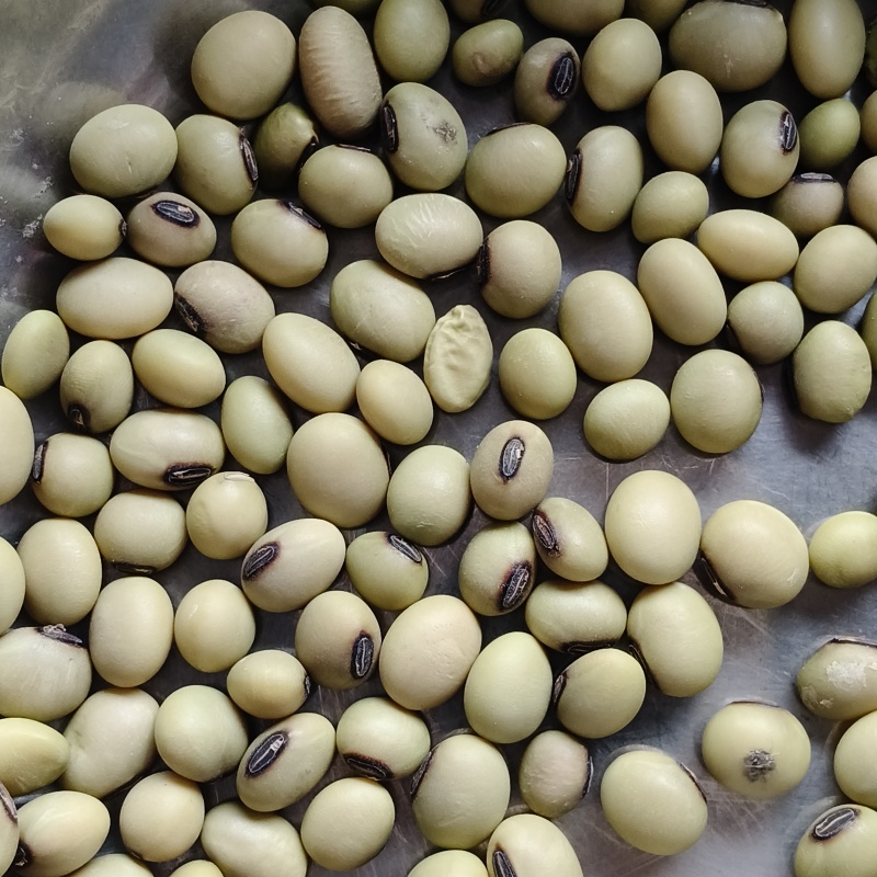 青皮豆子十月产新精品可做豆腐打豆浆一件50斤产地发货