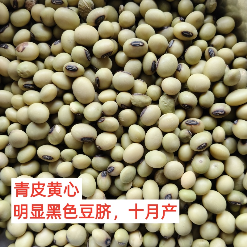 青皮豆子十月产新精品可做豆腐打豆浆一件50斤产地发货