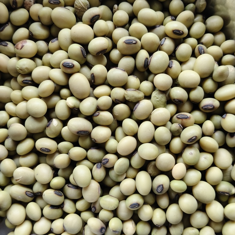 青皮豆子十月产新精品可做豆腐打豆浆一件50斤产地发货