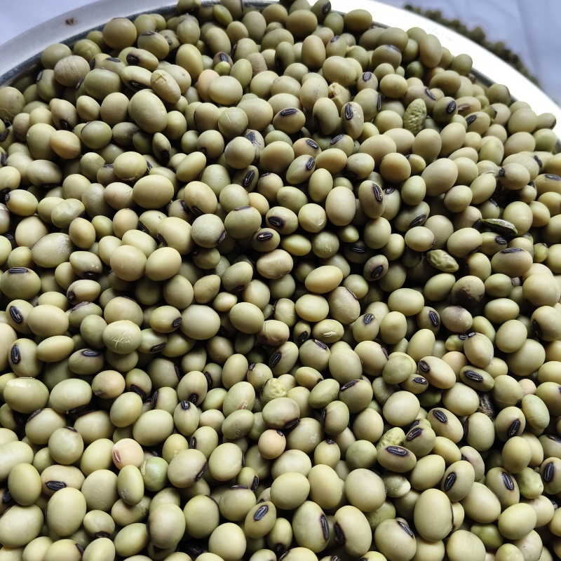 青皮豆子十月产新精品可做豆腐打豆浆一件50斤产地发货