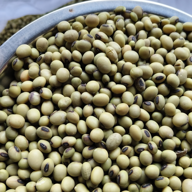 青皮豆子十月产新精品可做豆腐打豆浆一件50斤产地发货