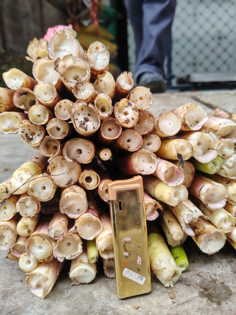 野生小笋大量供应，