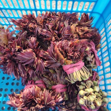 香椿芽应季蔬菜
