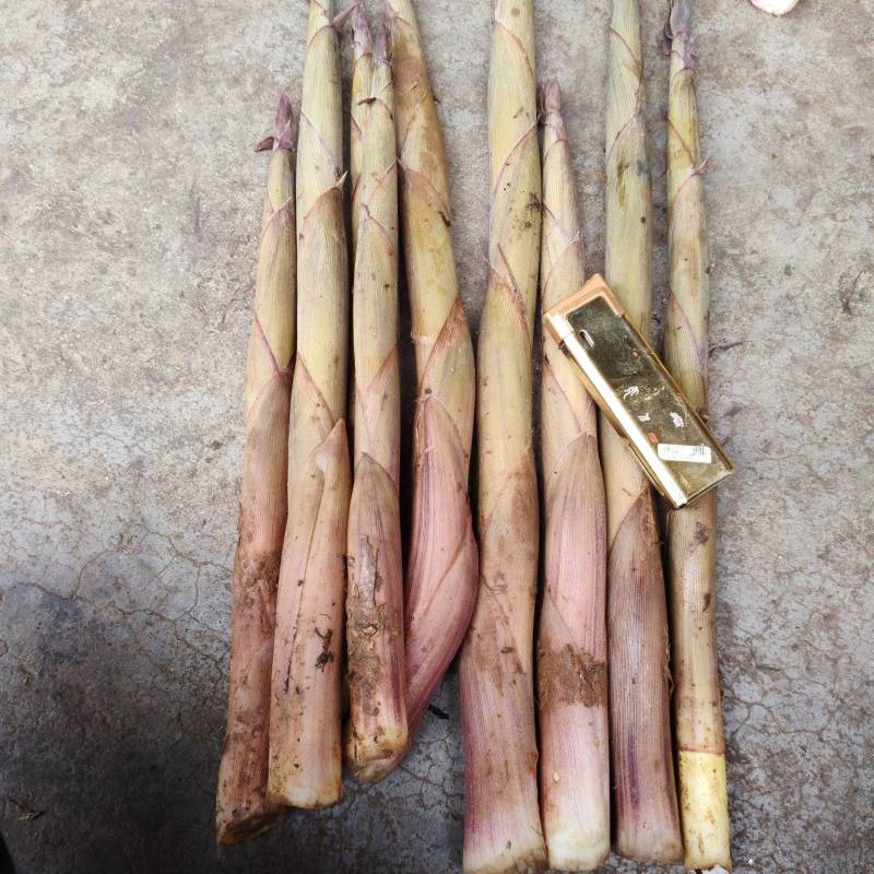 野生小笋大量供应，