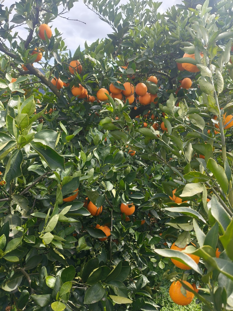 重庆奉节脐橙