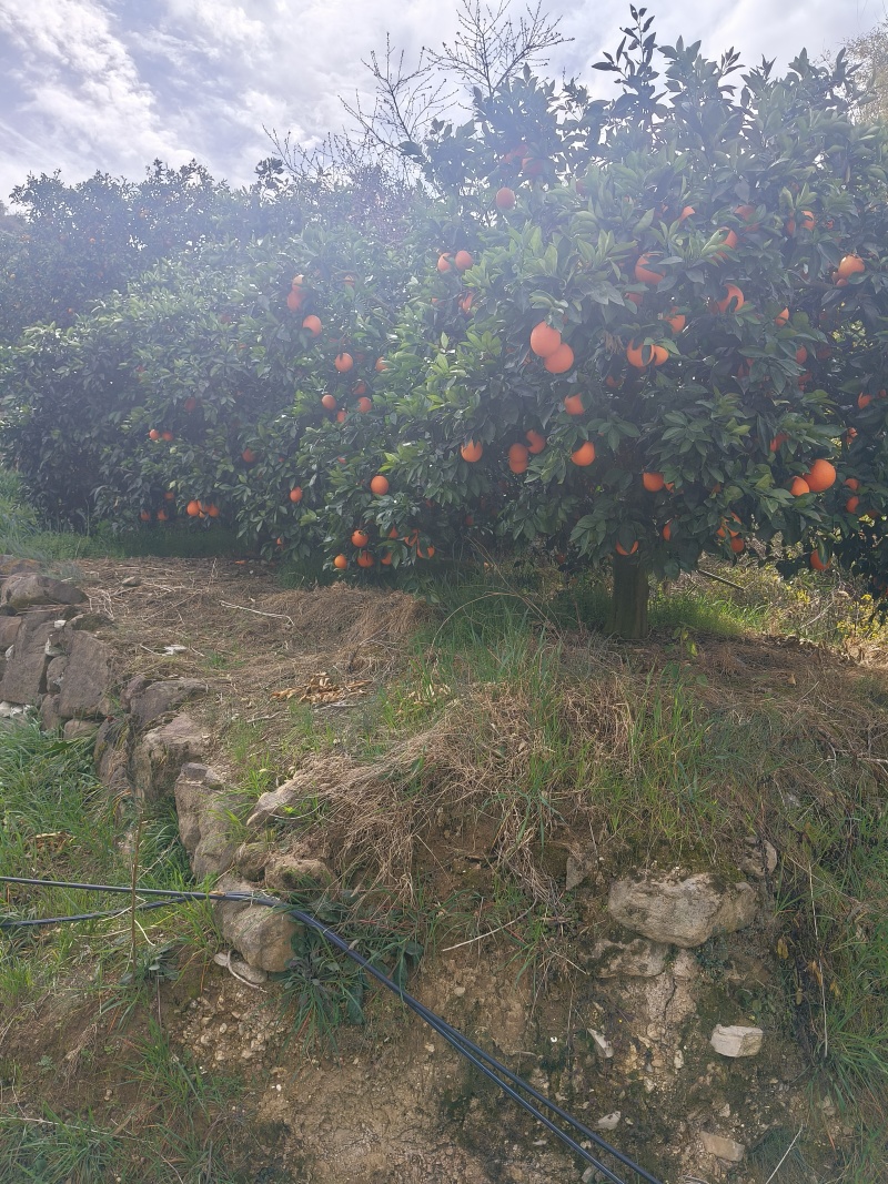 重庆奉节脐橙
