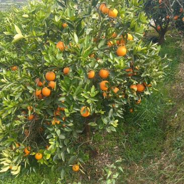 重庆奉节脐橙