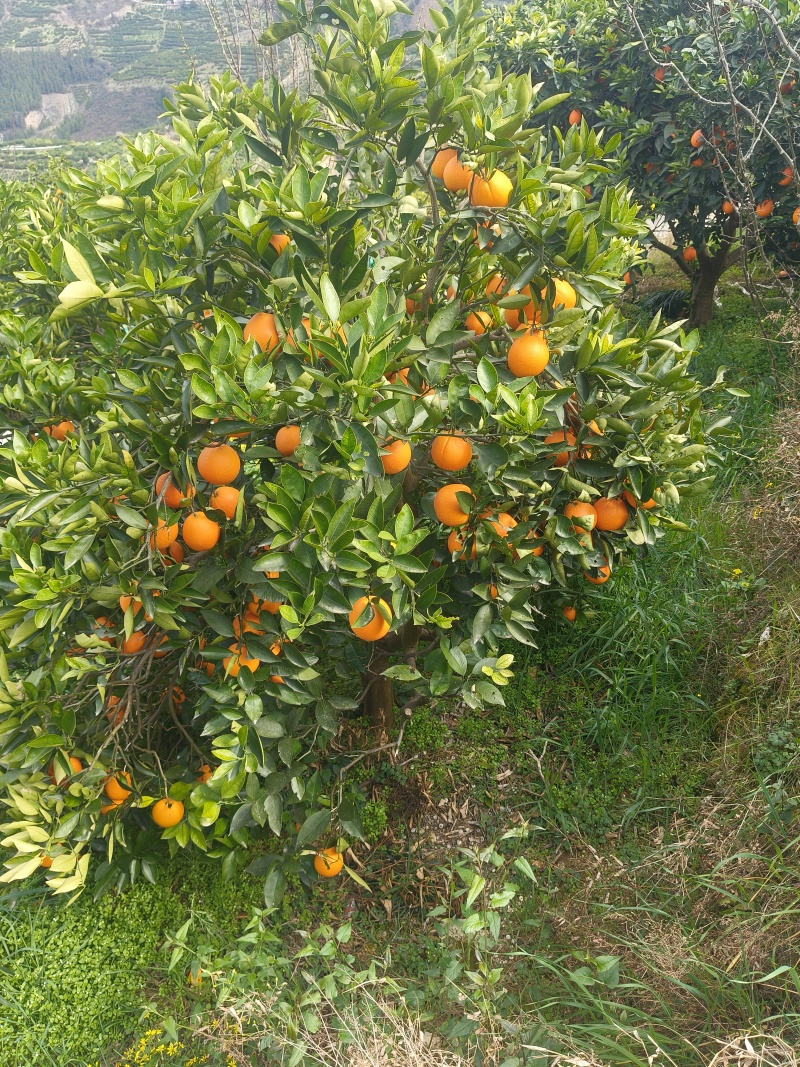 重庆奉节脐橙
