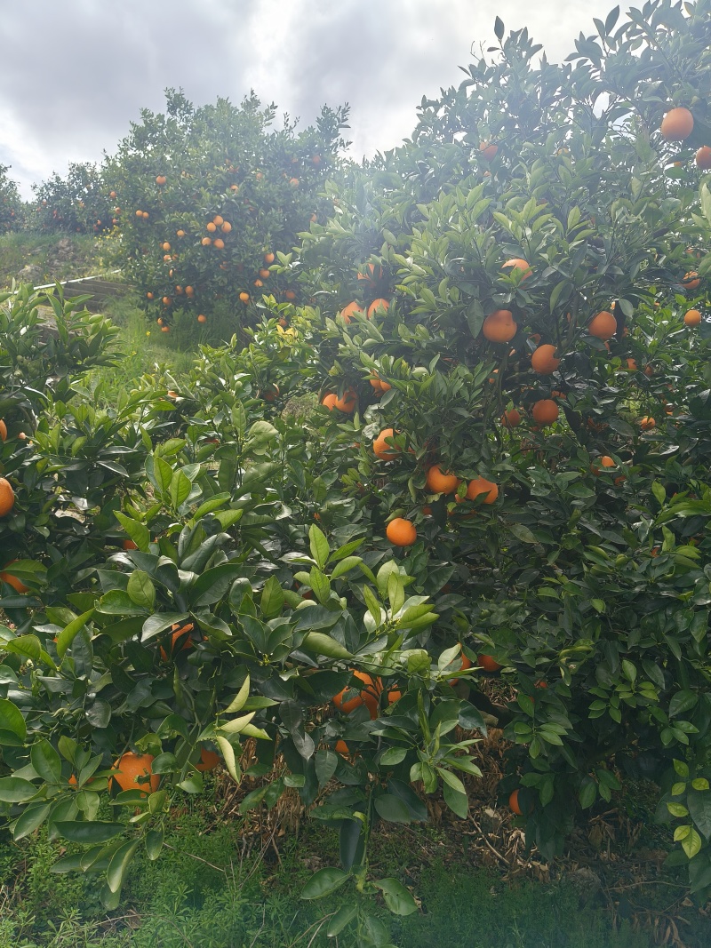 重庆奉节脐橙