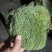 批发苔藓大灰藓长毛藓星星藓白发藓包邮各种苔藓