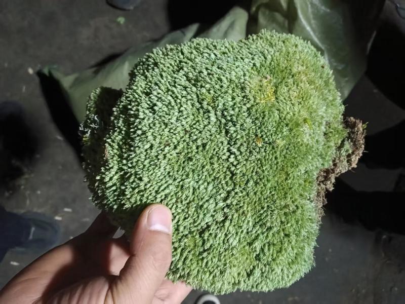 批发苔藓大灰藓长毛藓星星藓白发藓包邮各种苔藓