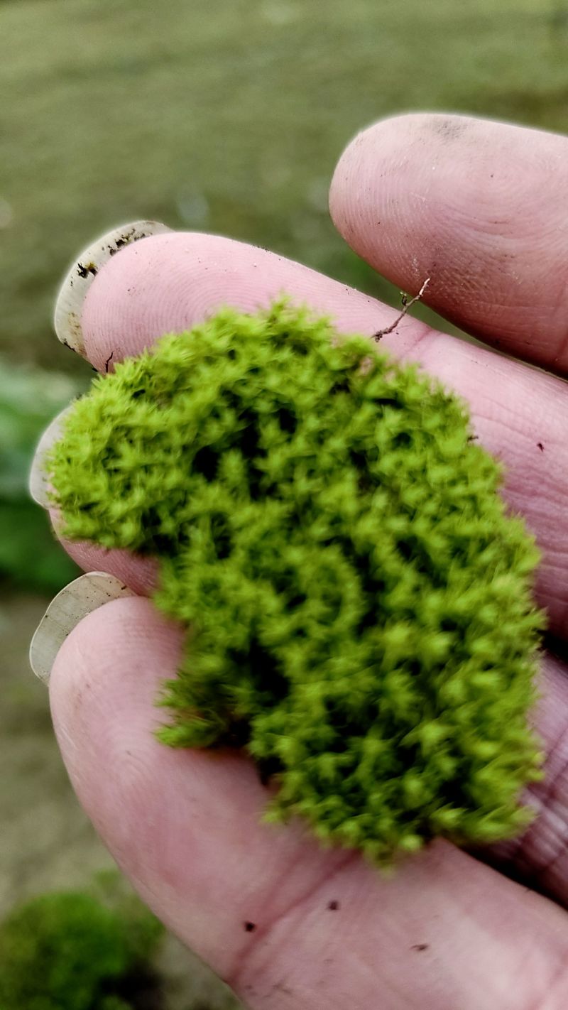 批发苔藓大灰藓长毛藓星星藓白发藓包邮各种苔藓