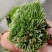 批发苔藓大灰藓长毛藓星星藓白发藓包邮各种苔藓