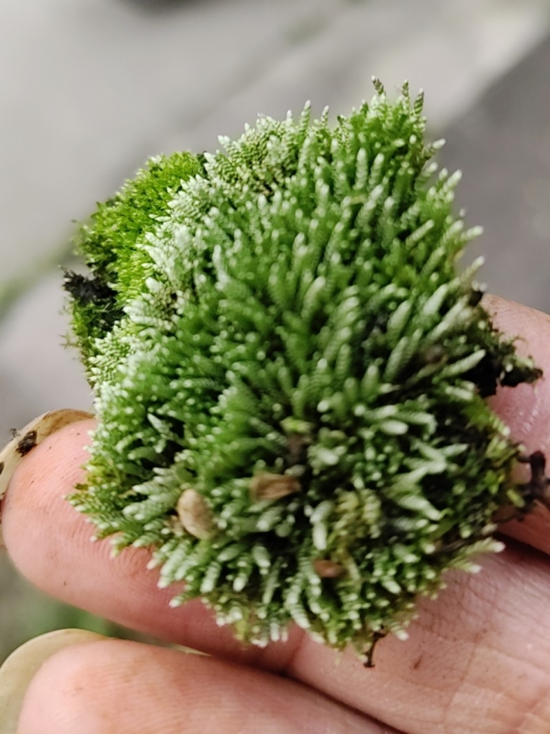 批发苔藓大灰藓长毛藓星星藓白发藓包邮各种苔藓