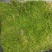 批发苔藓大灰藓长毛藓星星藓白发藓包邮各种苔藓