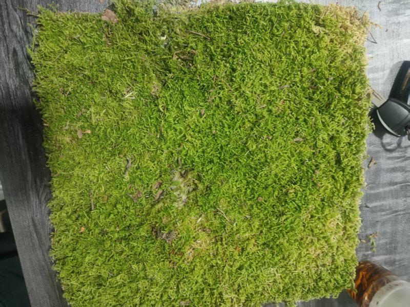 批发苔藓大灰藓长毛藓星星藓白发藓包邮各种苔藓
