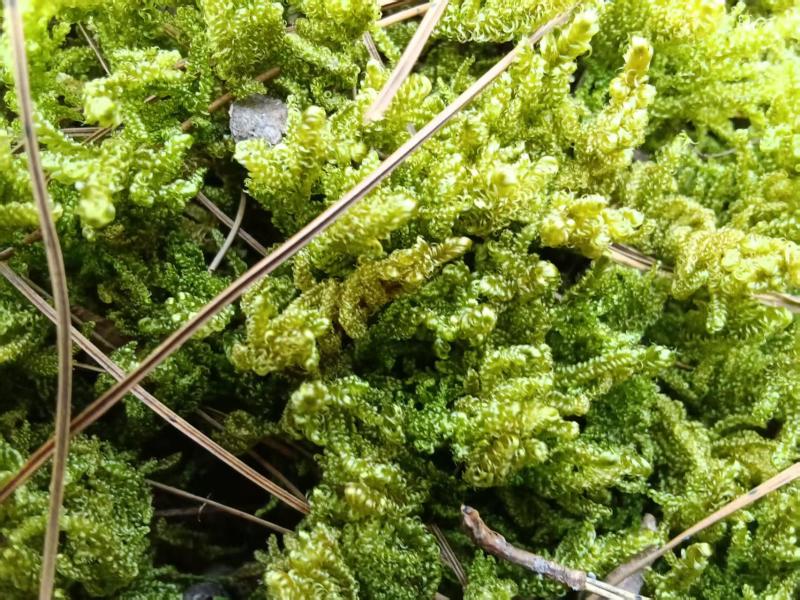 批发苔藓大灰藓长毛藓星星藓白发藓包邮各种苔藓