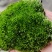 批发苔藓大灰藓长毛藓星星藓白发藓包邮各种苔藓
