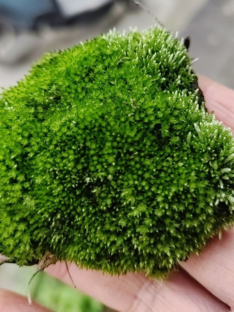批发苔藓大灰藓长毛藓星星藓白发藓包邮各种苔藓