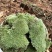 批发苔藓大灰藓长毛藓星星藓白发藓包邮各种苔藓