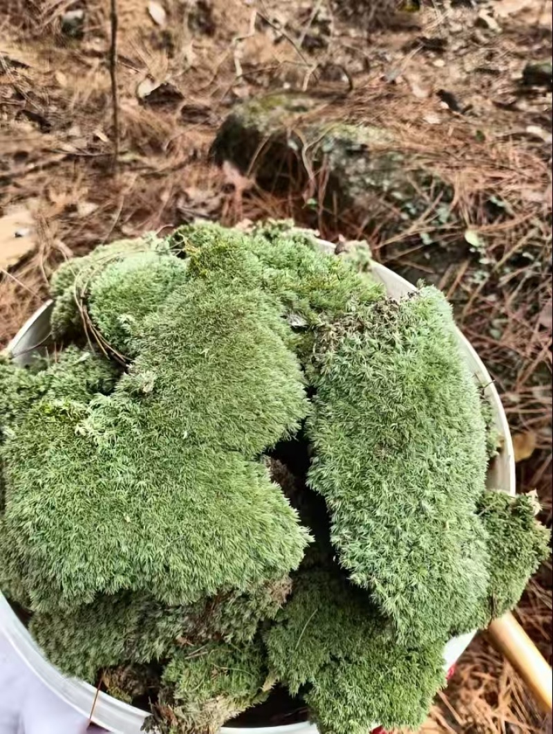批发苔藓大灰藓长毛藓星星藓白发藓包邮各种苔藓