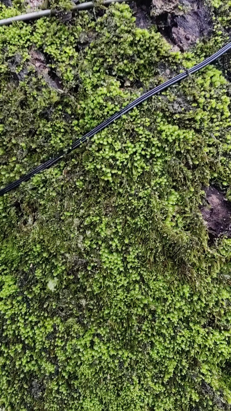 批发苔藓大灰藓长毛藓星星藓白发藓包邮各种苔藓
