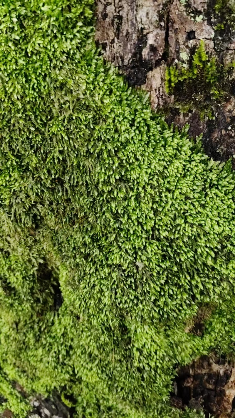 批发苔藓大灰藓长毛藓星星藓白发藓包邮各种苔藓