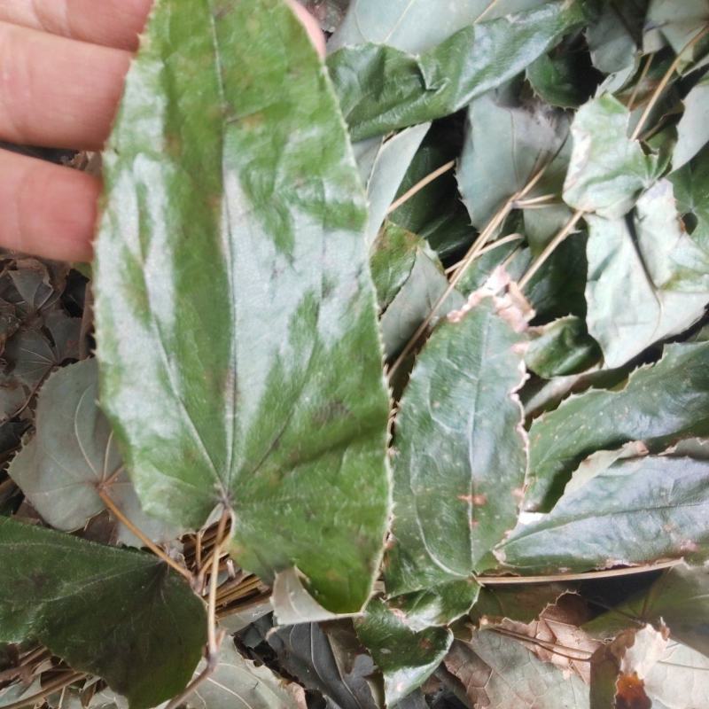 淫羊藿，箭叶淫羊藿，羊合叶，大山自然生长绿色无污染