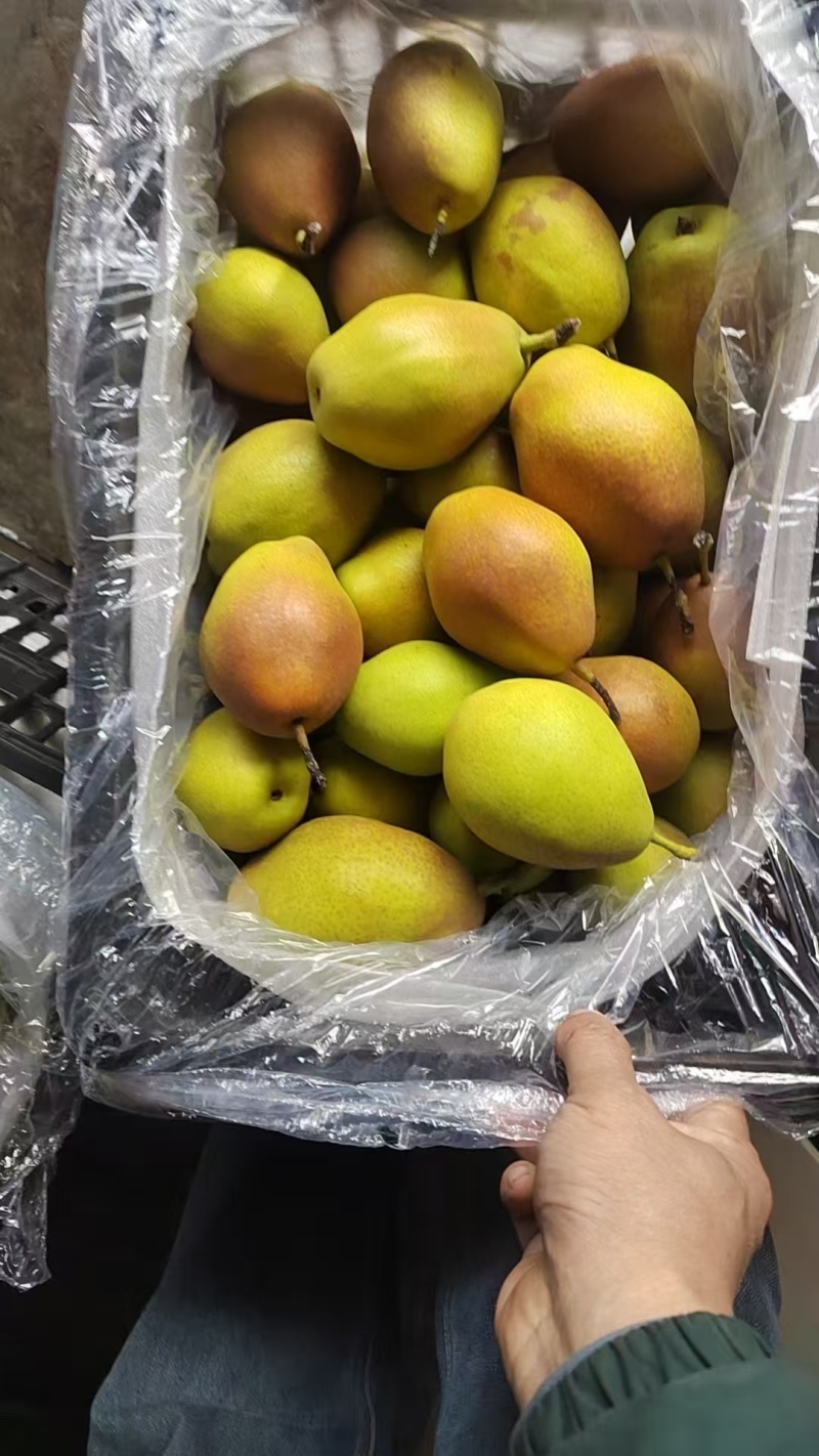 红香酥梨