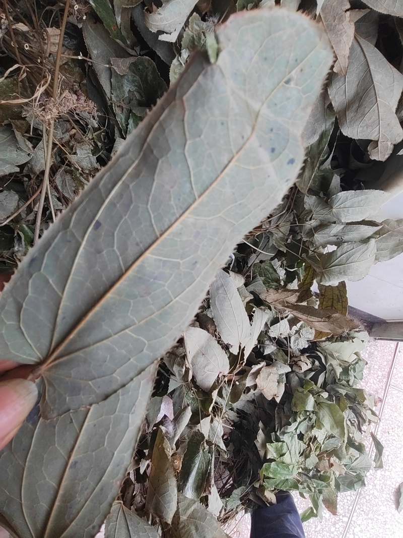 淫羊藿，箭叶淫羊藿，羊合叶，大山自然生长绿色无污染