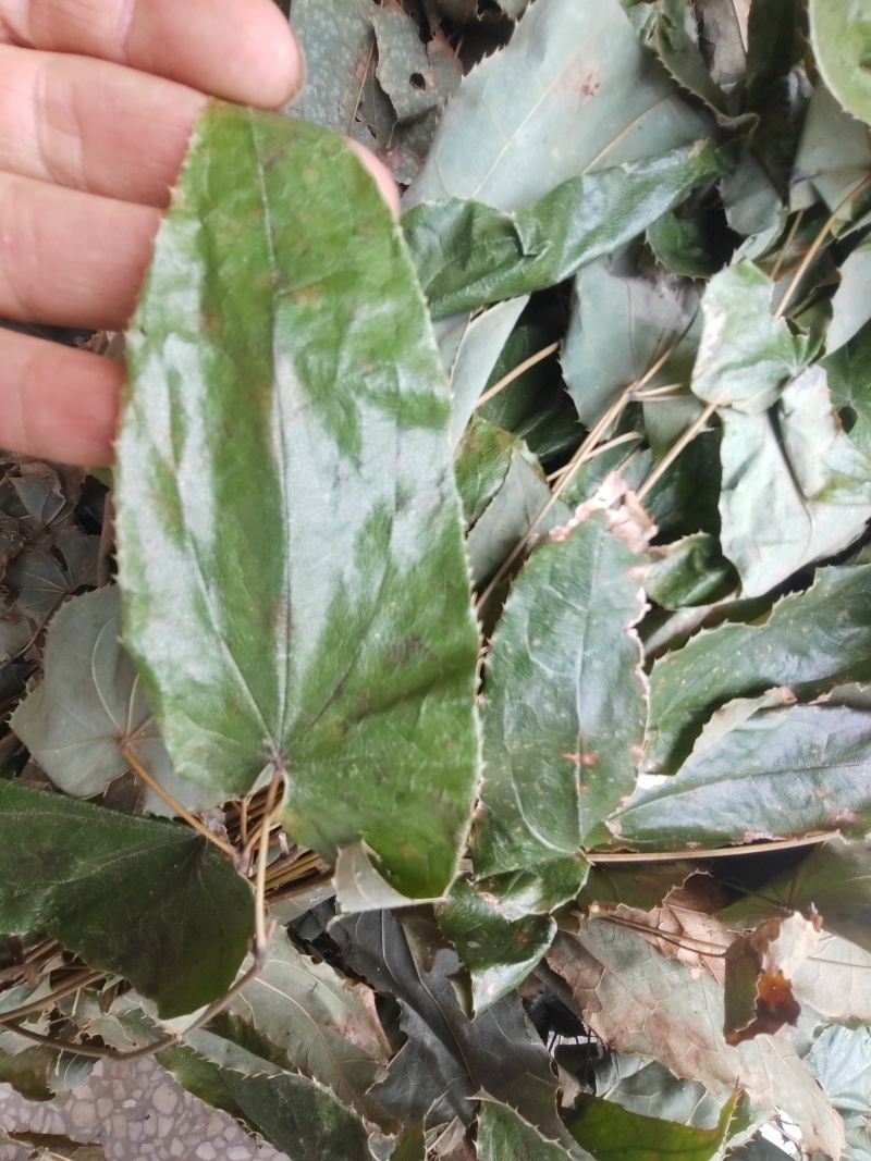 淫羊藿，箭叶淫羊藿，羊合叶，大山自然生长绿色无污染