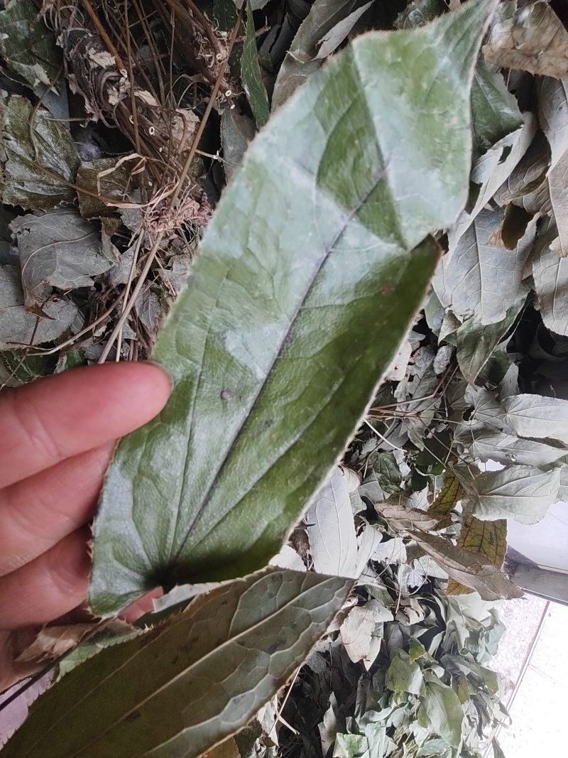 淫羊藿，箭叶淫羊藿，羊合叶，大山自然生长绿色无污染