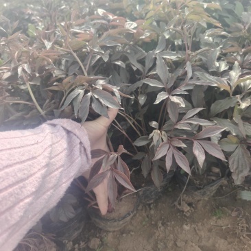 芍药