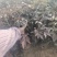 芍药