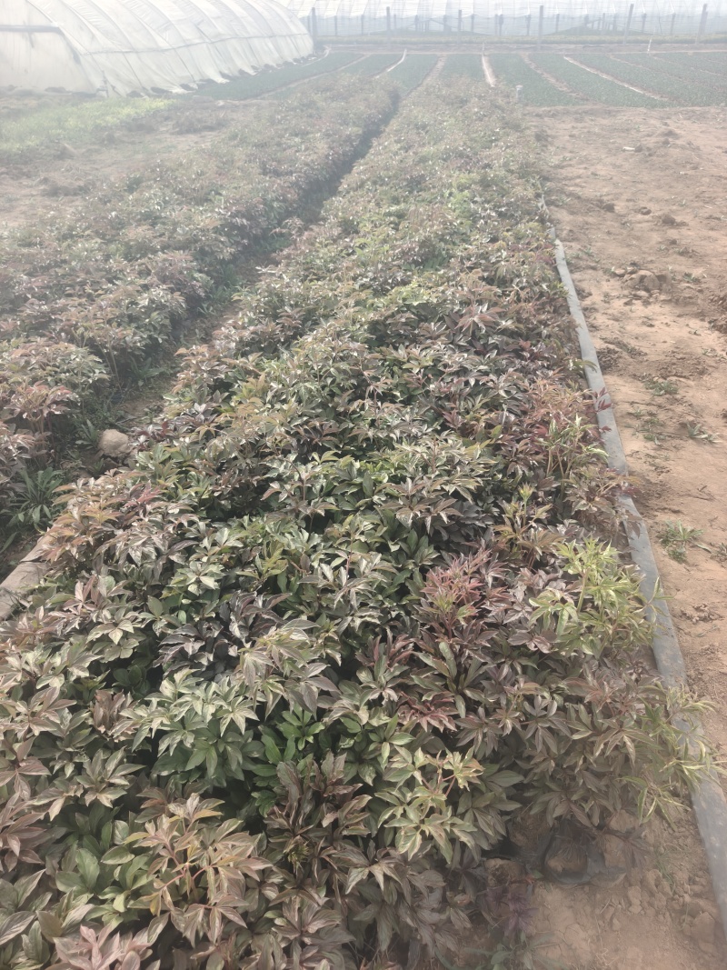 芍药