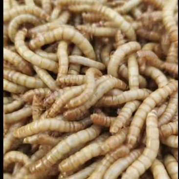黄粉虫种虫