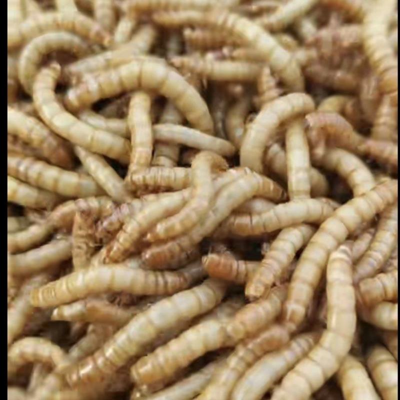 黄粉虫种虫
