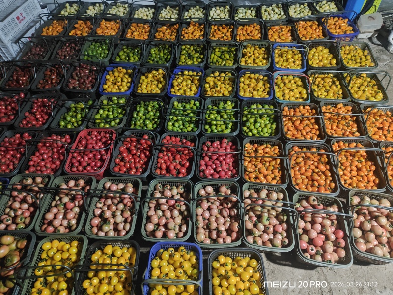 特色小番茄大量上市需要联系***********