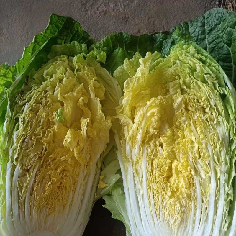 黄心白菜