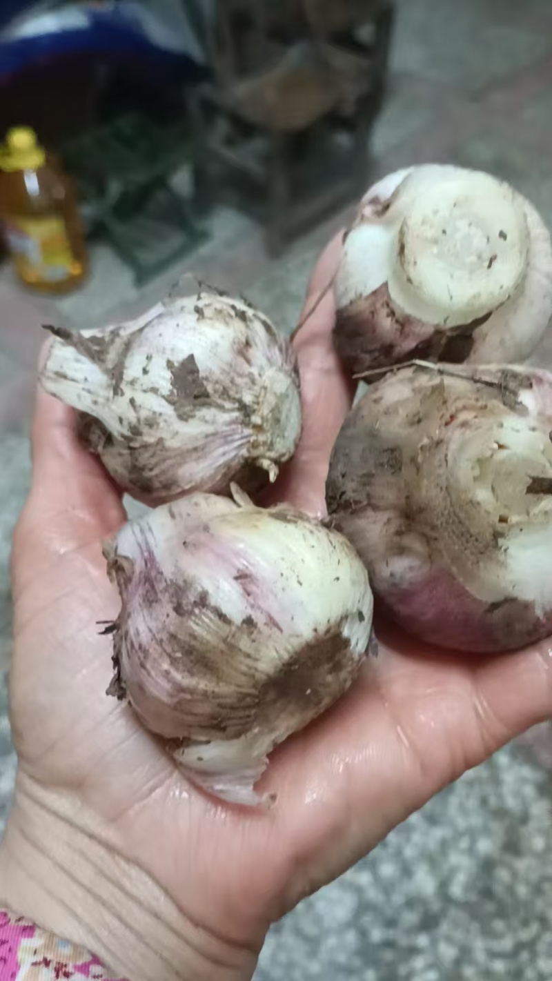 湖北新鲜半蒜，蒜头，质量好，价格便宜，每天万斤