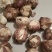 湖北新鲜半蒜，蒜头，质量好，价格便宜，每天万斤