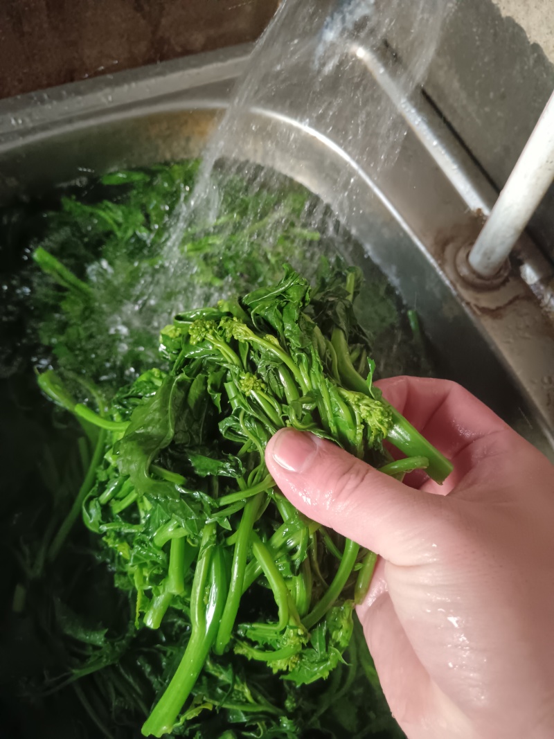 天妃芽