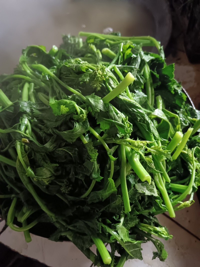 天妃芽