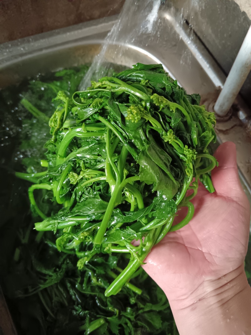 天妃芽