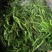 天妃芽