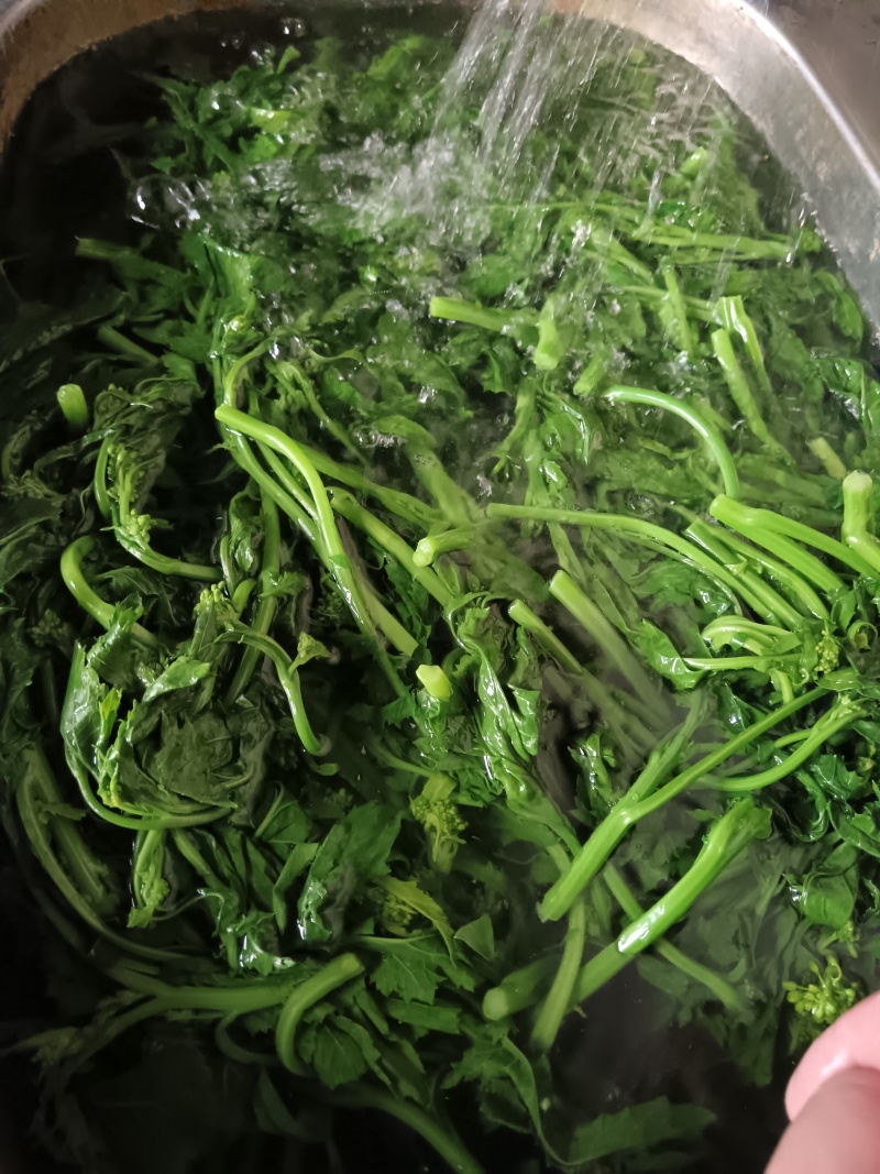 天妃芽