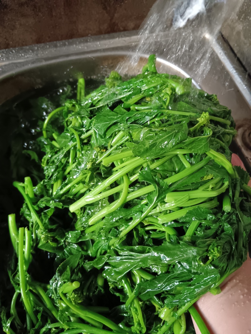 天妃芽